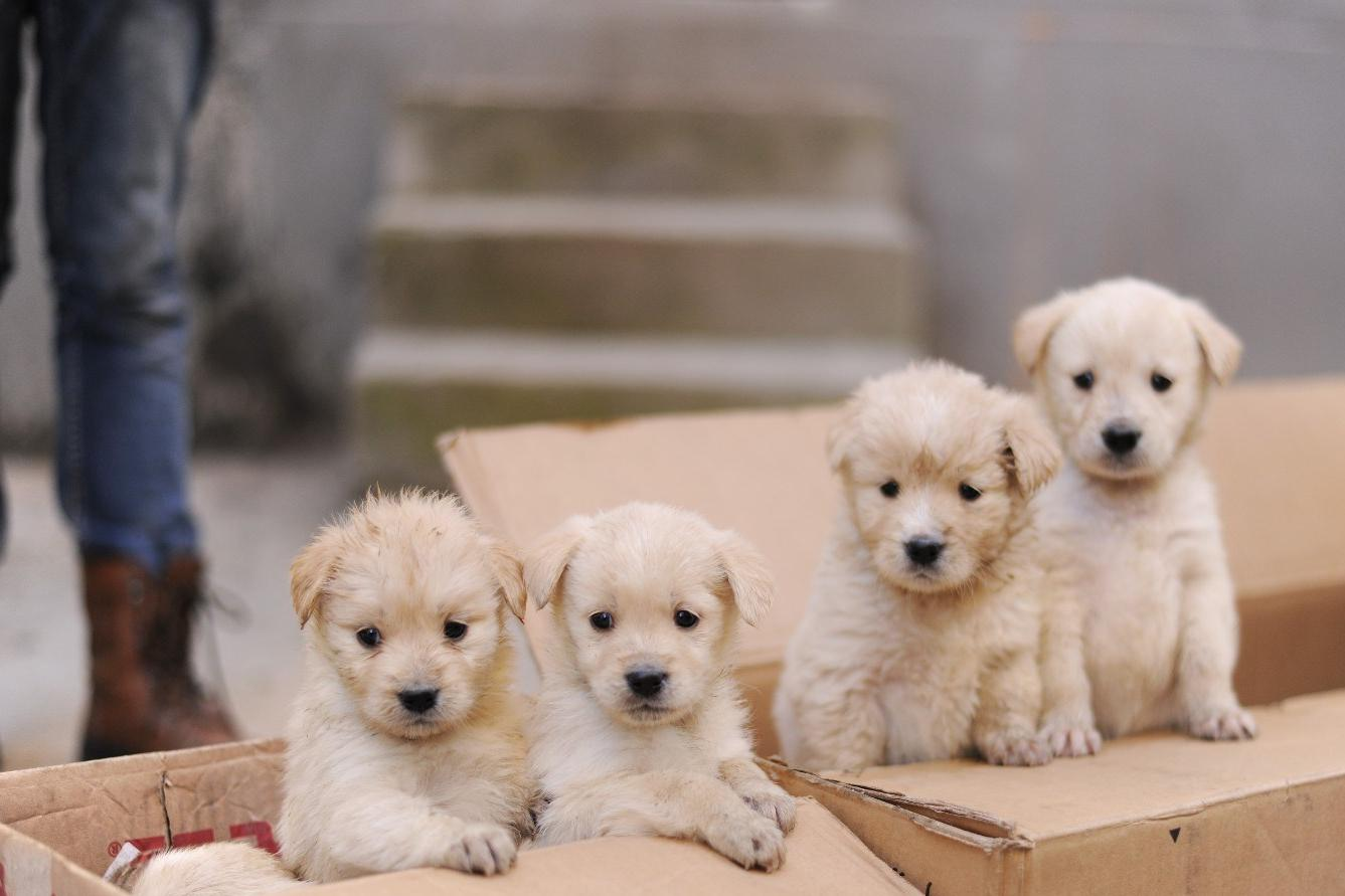 训犬基地一个月收费多少钱（在基地单条犬的成本约15-20万）