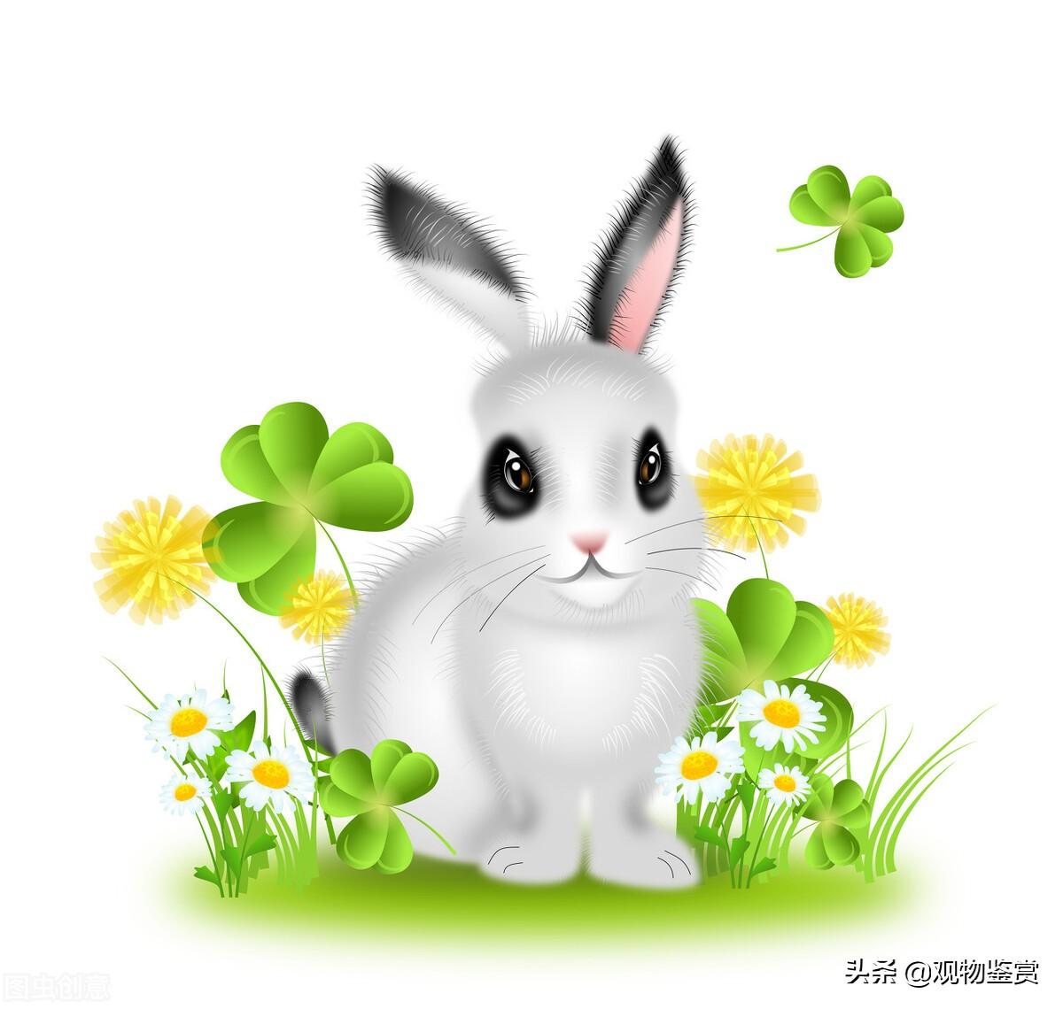 荷兰侏儒兔和德国侏儒兔的寿命一般是多少（盘点影响兔子寿命的因素）