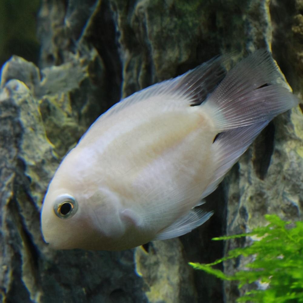 鹦鹉鱼怎么养长什么样子（偷偷告诉你养鹦鹉鱼的小诀窍）