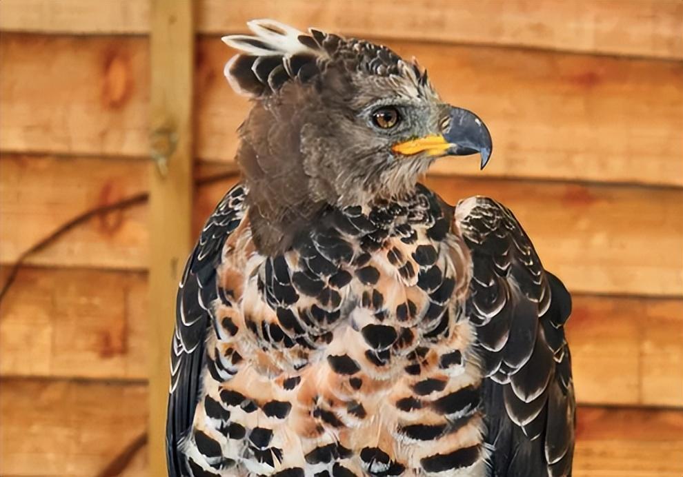 游隼金雕、鹰、秃鹫哪个更厉害一点呢（盘点全球最凶猛的10种鸟类）