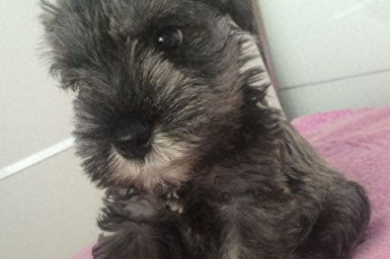 小狗吃多了撑死前症状有哪些（详解：幼犬吃撑后的四种症状）