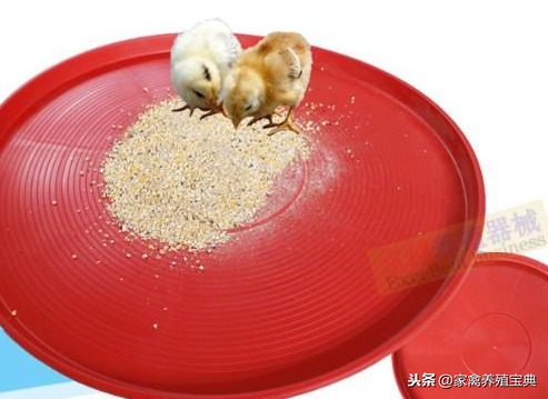 刚孵化的小鸡怎么养呢（详解：养小鸡苗的最佳方法）