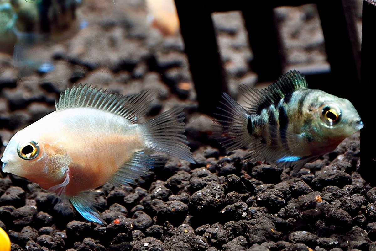 鹦鹉鱼怎么养长什么样子（偷偷告诉你养鹦鹉鱼的小诀窍）