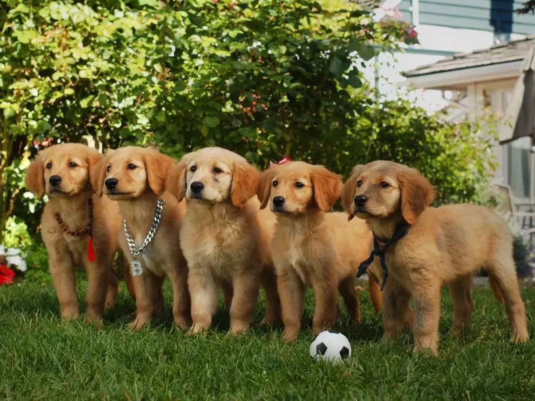 训犬基地一个月收费多少钱（在基地单条犬的成本约15-20万）