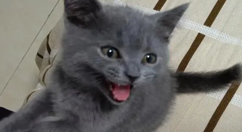 英短猫有哪些丰富的变异性