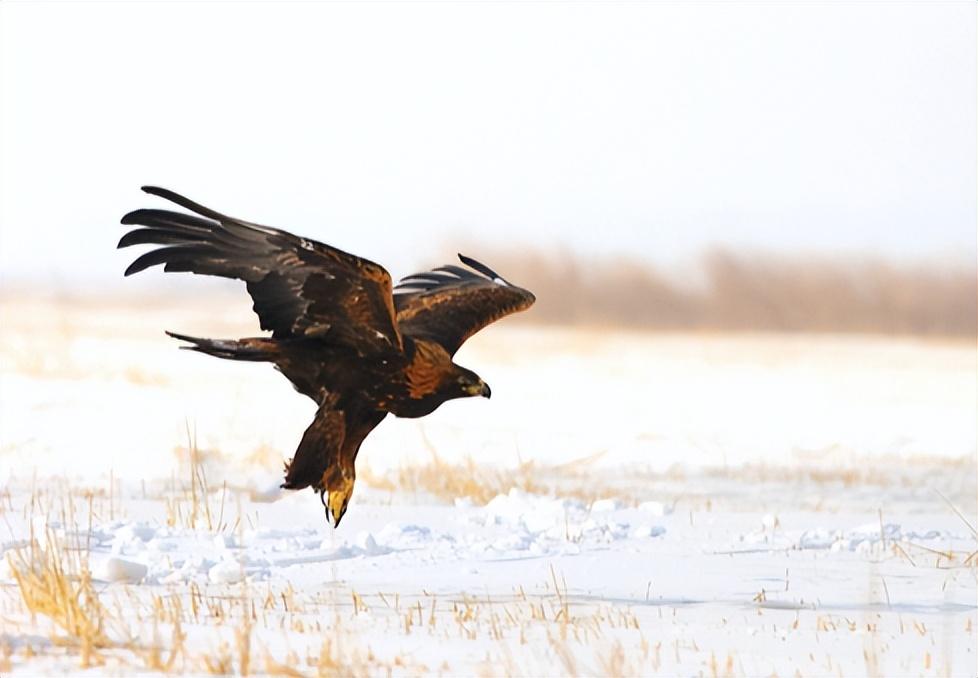 游隼金雕、鹰、秃鹫哪个更厉害一点呢（盘点全球最凶猛的10种鸟类）