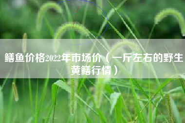 鳝鱼价格2022年市场价