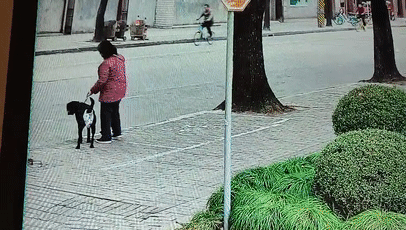 训犬基地一个月收费多少钱（在基地单条犬的成本约15-20万）