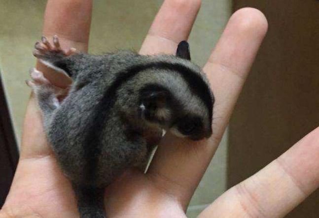 好养的随身携带小宠物推荐（学生适合养什么宠物）