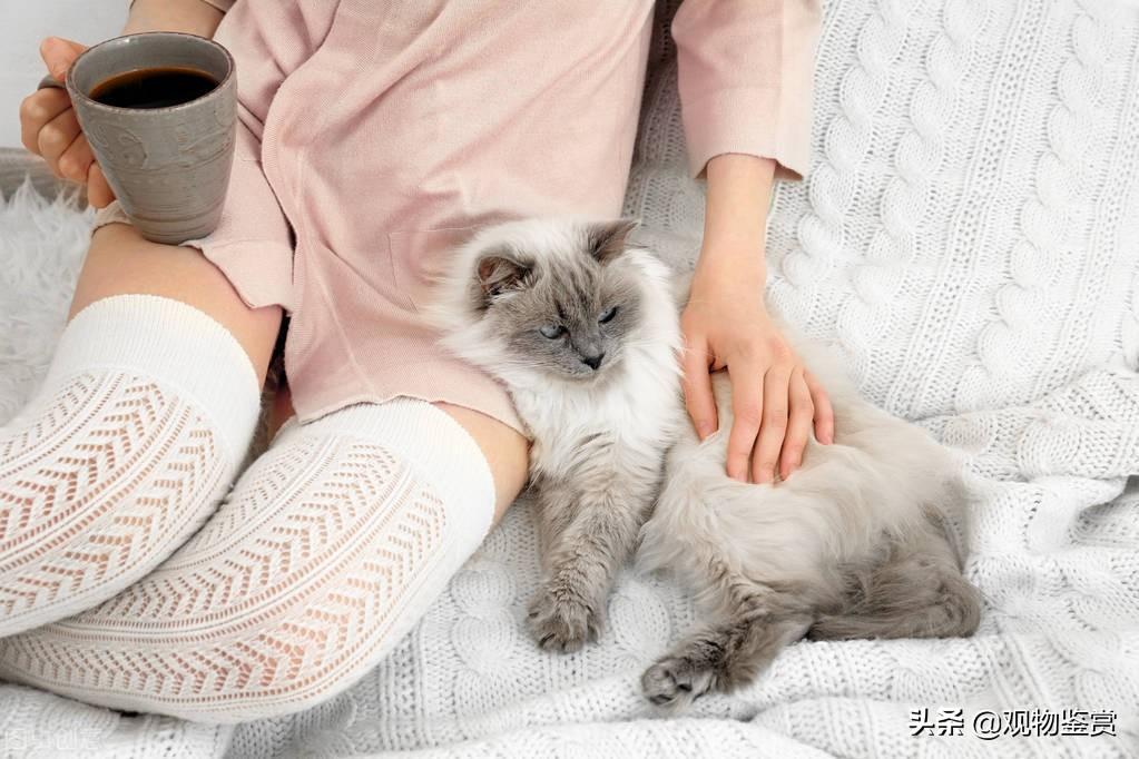猫咪睡在头边和脚边的区别是什么（教你判断猫信任主人的关键因素）