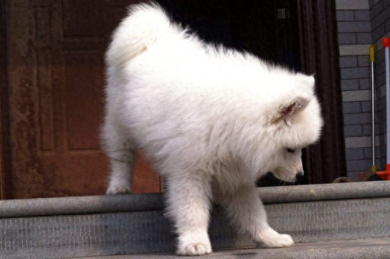 小狗吃多了撑死前症状有哪些（详解：幼犬吃撑后的四种症状）