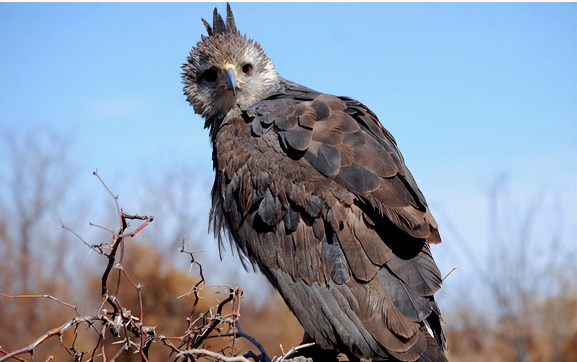 游隼金雕、鹰、秃鹫哪个更厉害一点呢（盘点全球最凶猛的10种鸟类）