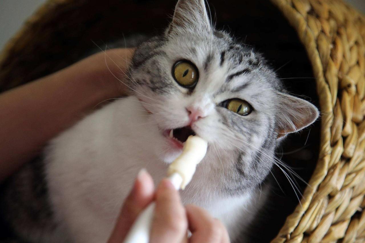 猫身上伤口长有白色皮屑怎么办（猫身上长有白色皮屑解决办法）