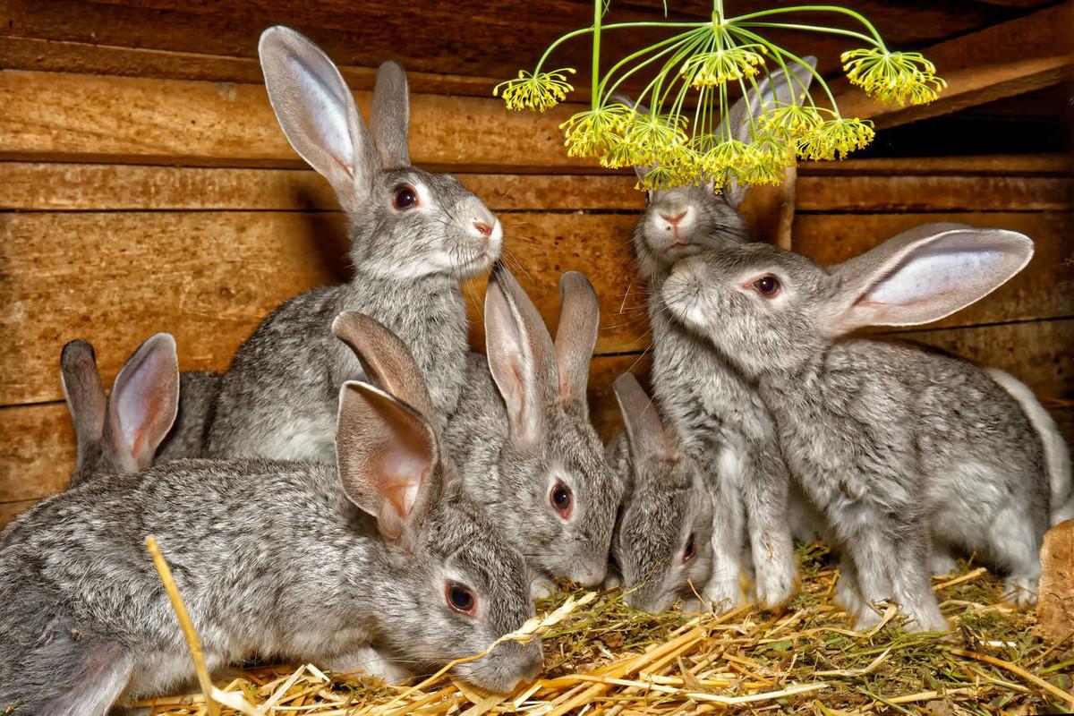 家养刚出生的小兔子能喝水吗？喝多少合适？（一个月的小兔子能喝水吗）