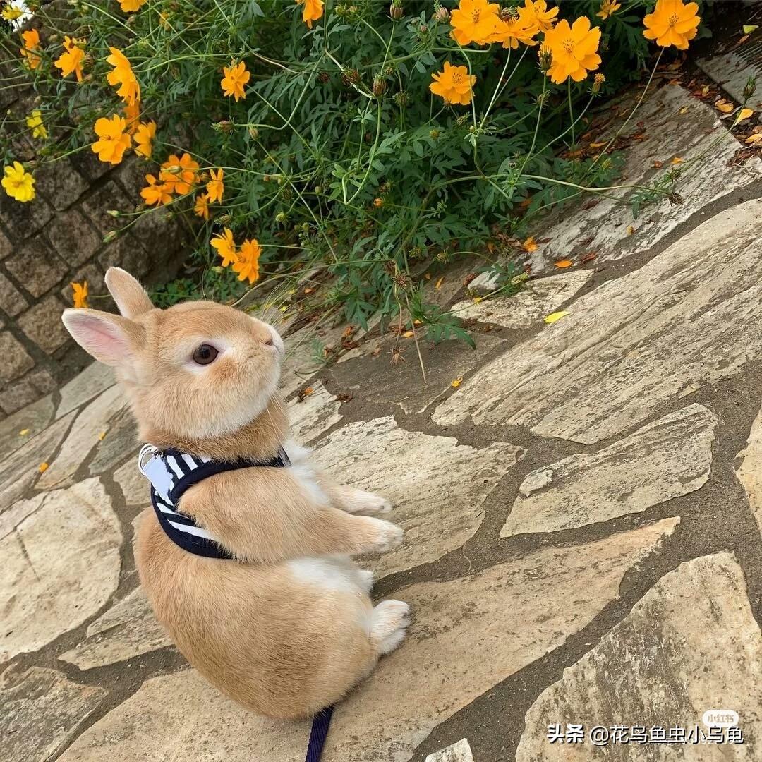 家里没有兔子磨牙棒用什么粮食代替好（提摩西适合兔子当磨牙棒的原因及饲养方法）