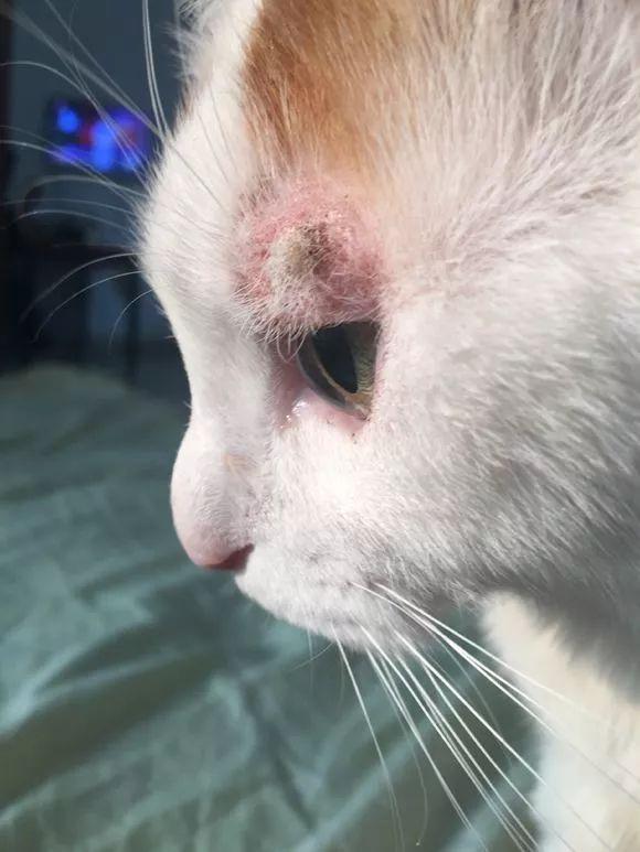 猫身上伤口长有白色皮屑怎么办（猫身上长有白色皮屑解决办法）