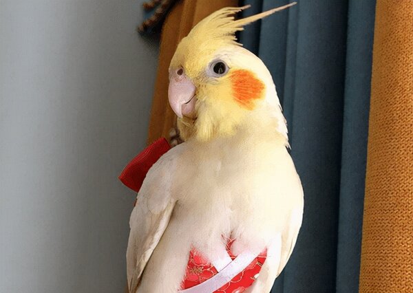 玄凤鹦鹉喂什么食物好呢（附：小玄凤鹦鹉喂养方式）