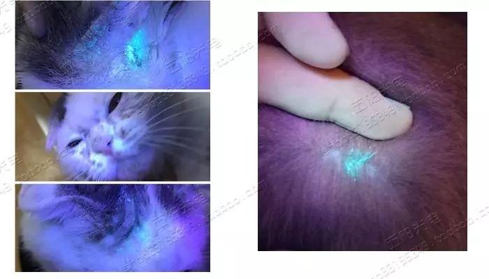 猫身上伤口长有白色皮屑怎么办（猫身上长有白色皮屑解决办法）