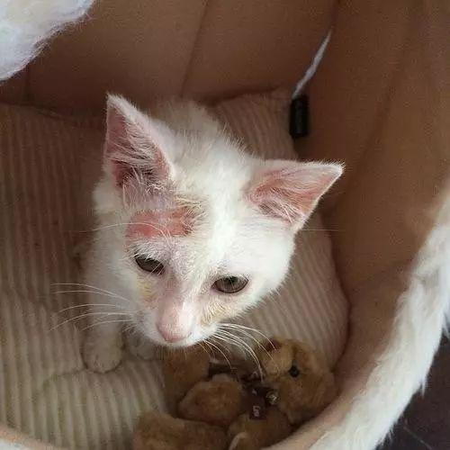猫身上伤口长有白色皮屑怎么办（猫身上长有白色皮屑解决办法）