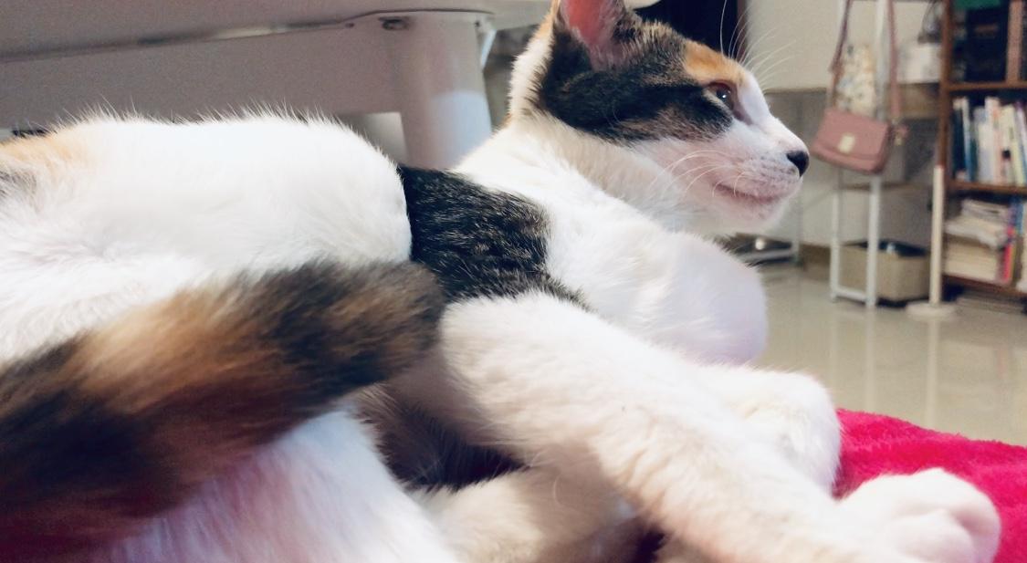 猫身上伤口长有白色皮屑怎么办（猫身上长有白色皮屑解决办法）