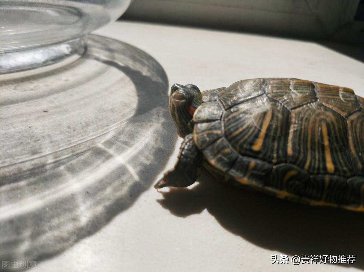 5元的小乌龟能活多久（能活15-20年适当地饲养会更长）