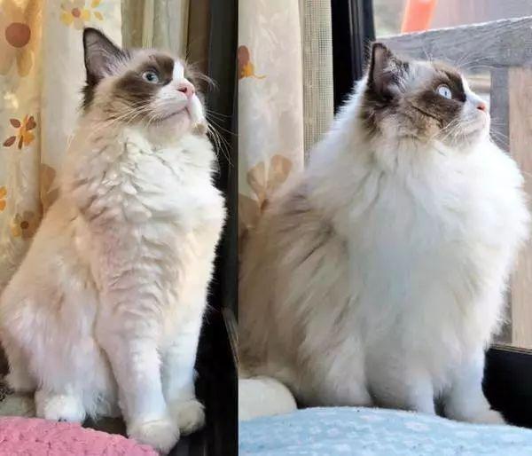 猫身上伤口长有白色皮屑怎么办（猫身上长有白色皮屑解决办法）