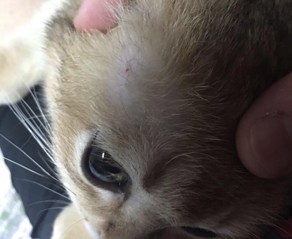 猫身上伤口长有白色皮屑怎么办（猫身上长有白色皮屑解决办法）