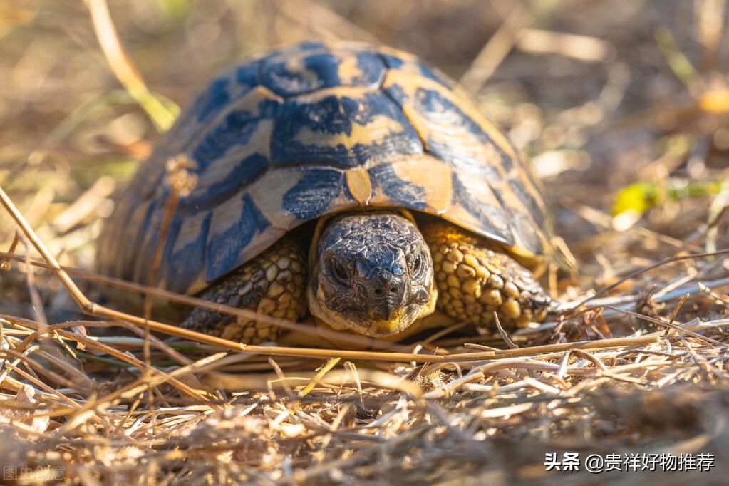 5元的小乌龟能活多久（能活15-20年适当地饲养会更长）
