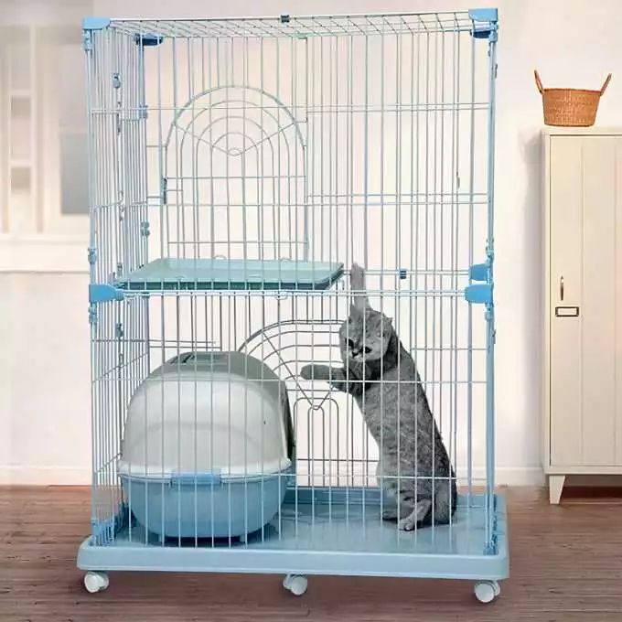 猫身上伤口长有白色皮屑怎么办（猫身上长有白色皮屑解决办法）