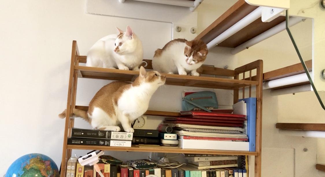 猫身上伤口长有白色皮屑怎么办（猫身上长有白色皮屑解决办法）