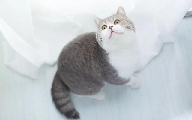 猫的平均妊娠期是多少