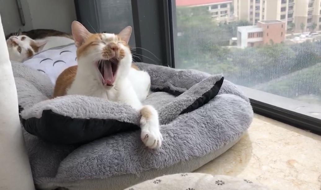 猫身上伤口长有白色皮屑怎么办（猫身上长有白色皮屑解决办法）