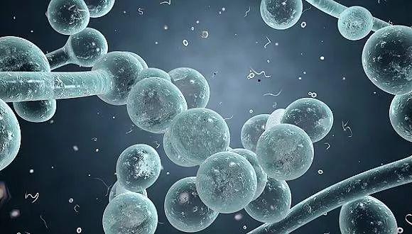 猫身上伤口长有白色皮屑怎么办（猫身上长有白色皮屑解决办法）