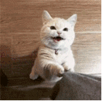 猫身上伤口长有白色皮屑怎么办（猫身上长有白色皮屑解决办法）