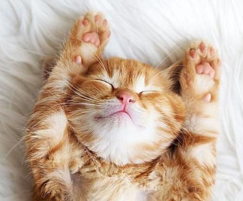 猫咪生病时的睡姿 猫咪生病了临死前表现