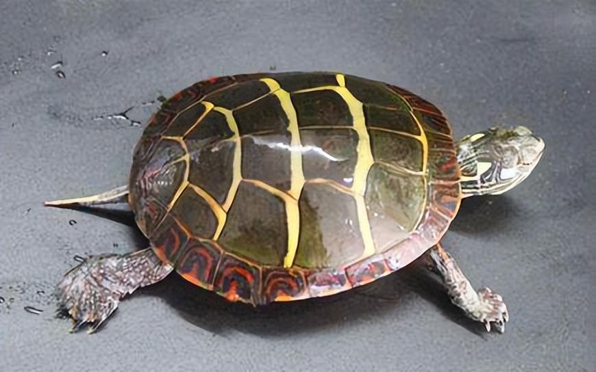 水龟都有哪些品种（建议适合新手养的5类水龟）