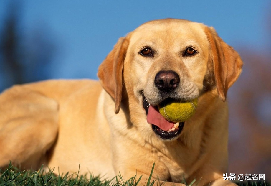 狗狗名字男霸气独特（狗狗起名字旺主人大全）