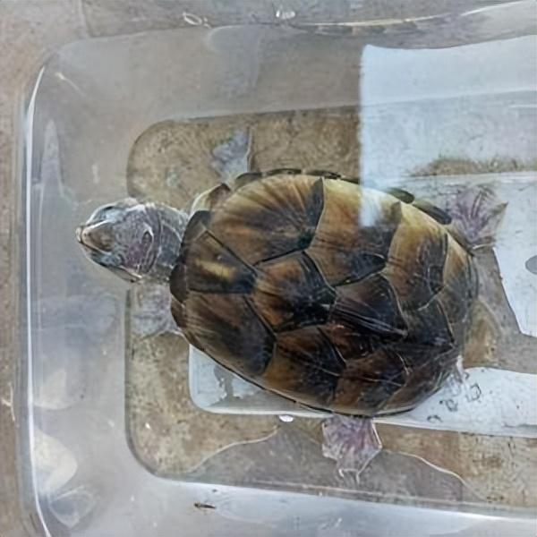 水龟都有哪些品种（建议适合新手养的5类水龟）