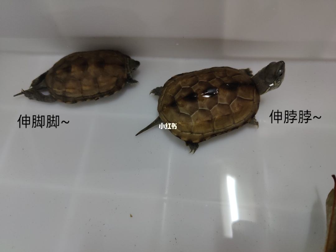 水龟都有哪些品种（建议适合新手养的5类水龟）