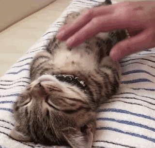 猫咪生病时的几种不同睡姿