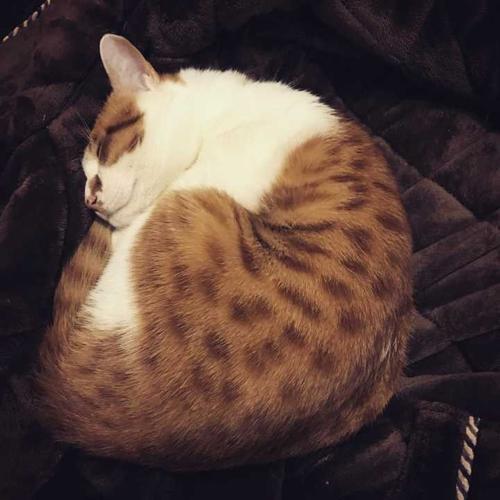 猫咪生病时的睡姿 猫咪生病了临死前表现