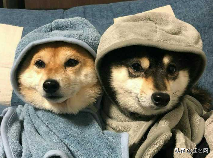 狗狗名字男霸气独特（狗狗起名字旺主人大全）