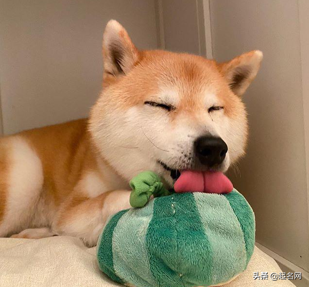 狗狗名字男霸气独特（狗狗起名字旺主人大全）