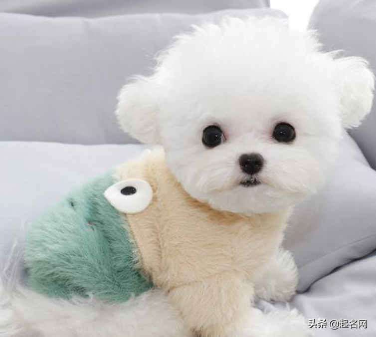 狗狗名字男霸气独特（狗狗起名字旺主人大全）