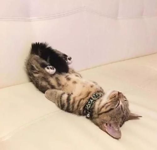 猫咪生病时的睡姿 猫咪生病了临死前表现
