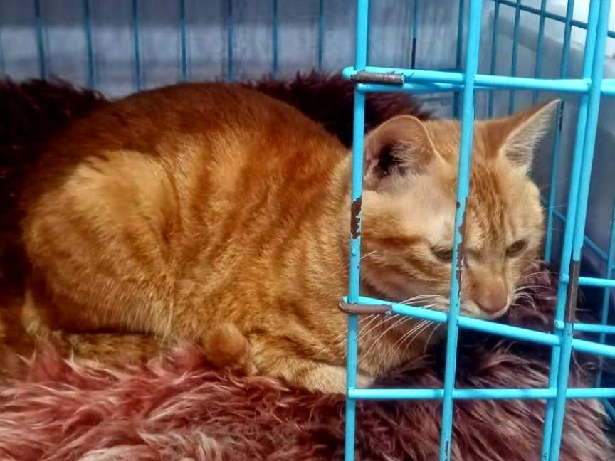 猫在新环境多久没有应激行为