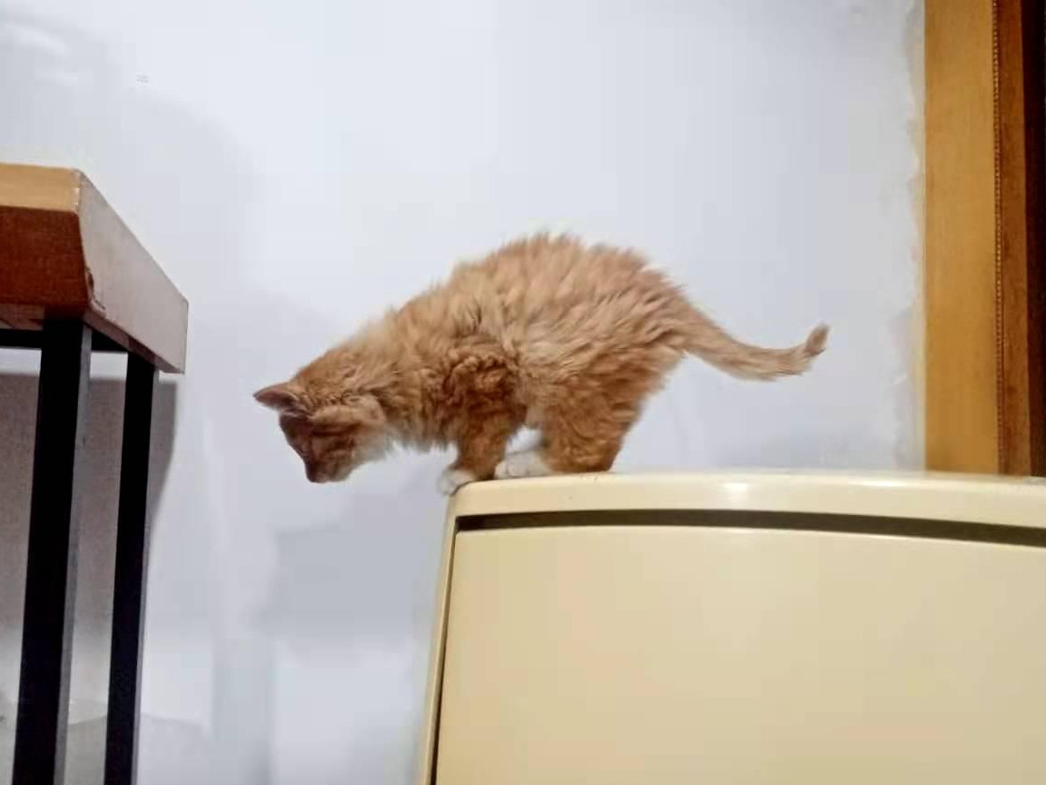 新猫要在笼子里关多久(新猫到家关笼子里多久合适)