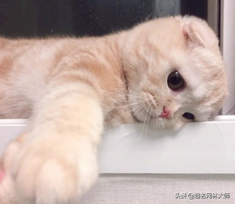 猫猫名字独特小众（灰色宠物猫名字洋气）
