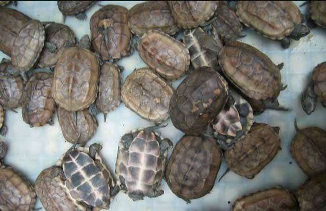 金钱龟家庭饲养方法讲解（金钱龟怎么养才好）