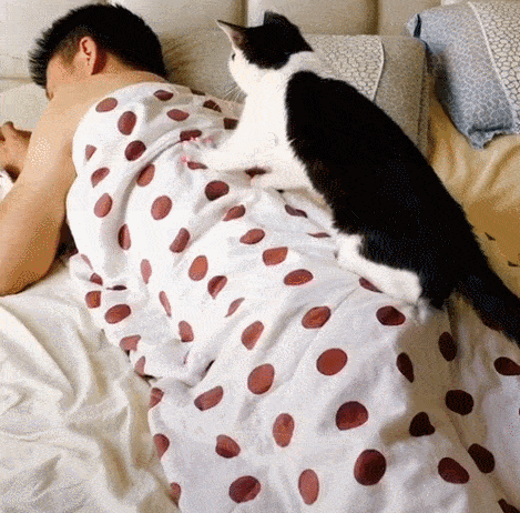 小猫会想念猫妈妈吗会哭吗（小猫丢了自己能回来吗）